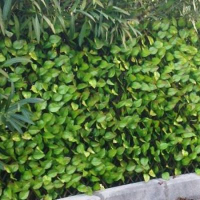 Treillis feuilles de rosier - H 1 mètre, Long 4 m