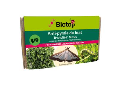 Tricholine buxus contre pyrale du buis Biotop