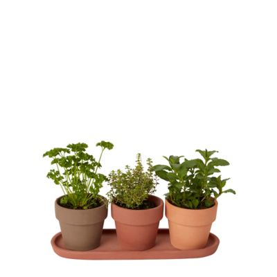 Trio de pots pour plantes aromatiques terre cuite ø9 cm