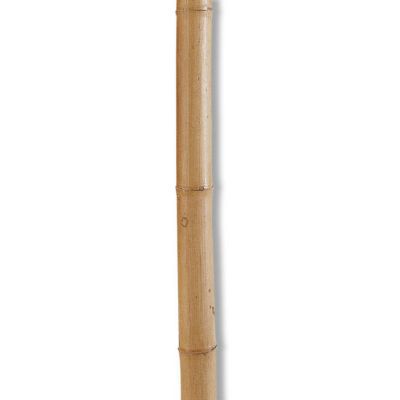 Tuteur Bambou Naturel Nortene O35mm H 295cm Castorama