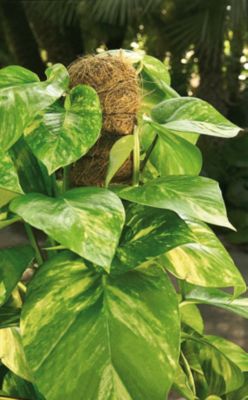 lonicera per belgica select Lonicera Belgica Honeysuckle