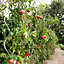 Tuteur spirale à tomates Nortene 180 cm