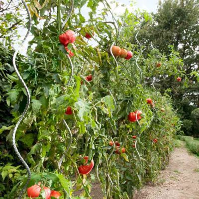 Tuteur Tomate Castorama