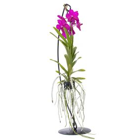 Vanda avec support - Rose - Hauteur du support 70cm