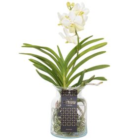 Vanda 'Bose' en vase - Orchidée - Blanc - Hauteur 45cm