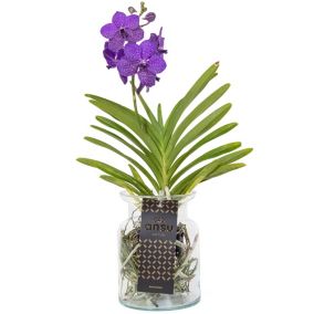 Vanda 'Bose' en vase - Orchidée - Bleu - Hauteur 45cm