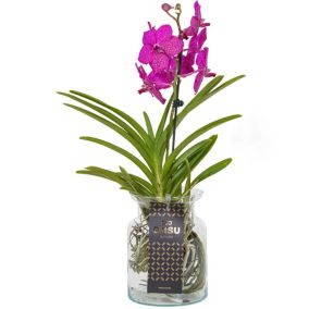 Vanda 'Bose' en vase - Orchidée - Cerise - Hauteur 45cm