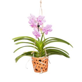 Vanda 'Botanica' - Orchidée - Rose - Pot12cm - Hauteur 50cm