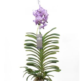 Vanda Lilac Beauty - Violet - Hauteur 60cm