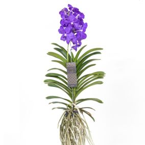 Vanda Magic XXL - Bleu roi - Hauteur 90cm