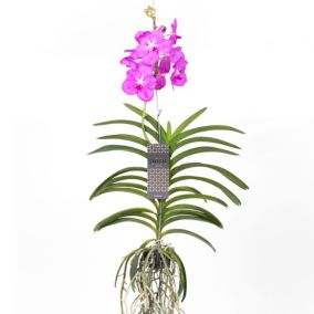 Vanda Magic XXL - Rose - Hauteur 90cm