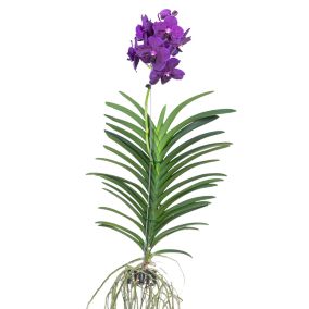 Vanda Velvet Blackberry - Orchidée en fleur - Hauteur 80-90cm