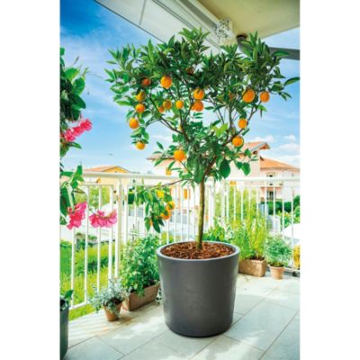 Vase plastique gris anthracite ⌀59 cm Deroma avec réserve d'eau