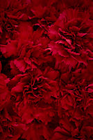 Verre imprimé Glassart œillets rouge 45x65cm