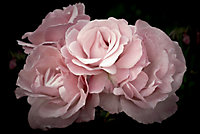Verre imprimé Glassart pink flowers 45x65cm