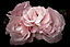 Verre imprimé Glassart pink flowers 45x65cm