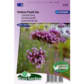 Verveine grande Purple Top - Graines De Fleurs Annuelles - Ca. 0,15 g