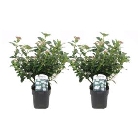 Viburnum Tinus - Set de 2 - Véritable laurier - Pot 17cm - Hauteur 25-40cm