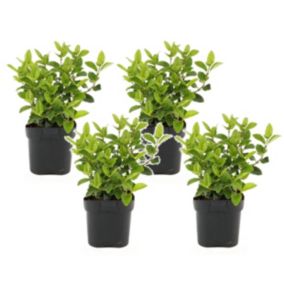 Viburnum Tinus - Set de 4 - Véritable laurier - Pot 17cm - Hauteur 25-40cm