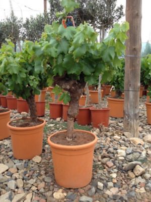 Vigne à raisin Vitis Vinifera h.60 cm