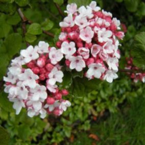 Viorne de Carle - Viburnum Carlesii  - 60-80 cm pot