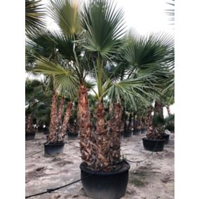 Washingtonia robusta 3 4 stipe 160L