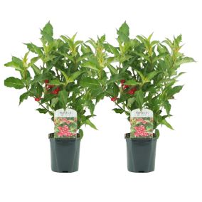 Weigela florida 'Red Prince' - Set de 2  - arbuste - Pot 17cm - Hauteur 25-40cm