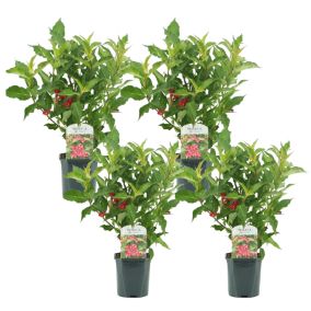 Weigela florida 'Red Prince' - Set de 4  - arbuste - Pot 17cm - Hauteur 25-40cm