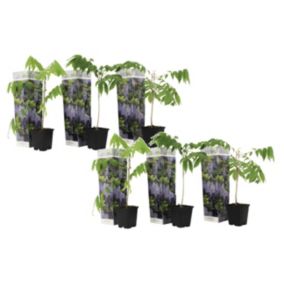 Wisteria sinensis - Set de 6 - Pluie bleue - Pot 9cm - Hauteur 25-40cm