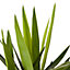Yucca 2 troncs, 24cm