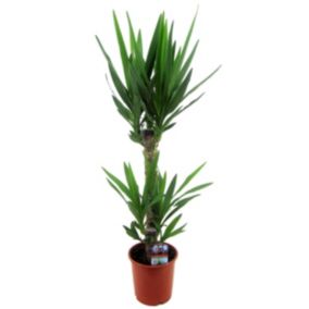 Yucca Elephantipes - Palmier - Pot 17cm - Hauteur 70-80cm