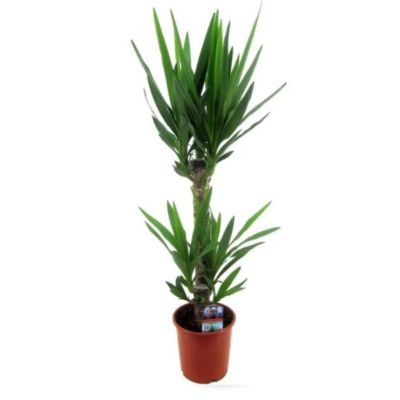 Yucca elephantipes - peu d'entretien - 70-80 cm -  17 cm - plante d'intérieur