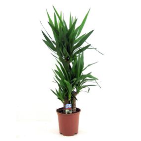 Yucca Elephantipes - Pot 21cm - Hauteur 70-80cm