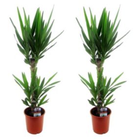 Yucca Elephantipes - Set de 2 - Palmier d'ambiance - Pot 17cm - Hauteur 70-80cm