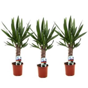 Yucca Elephantipes - Set de 3 - Pot 14cm - Hauteur 50-60cm