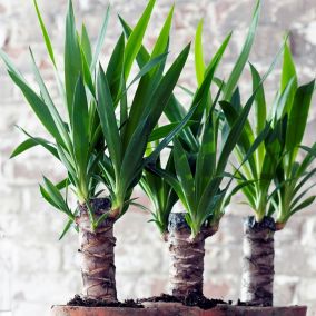 Yucca Elephantipes - Set de 6 - Pokon - Pot 14cm - Hauteur 50-60cm