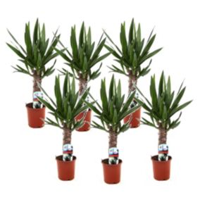 Yucca Elephantipes - Set de 6 - Pot 14cm - Hauteur 50-60cm