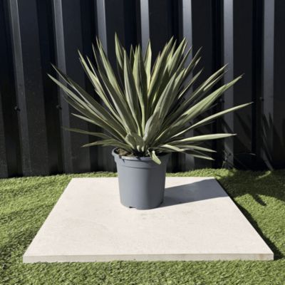 Yucca Gloriosa Variegata Hauteur 40 Cm Pot 3,5 Litres