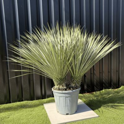 Yucca Rostrata Double Troncs H.110 cm