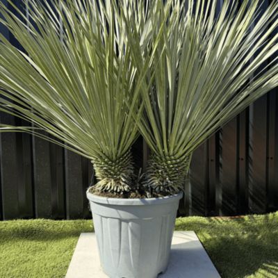Yucca Rostrata Double Troncs H.110 cm