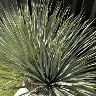 Yucca Rostrata Double Troncs H.110 cm