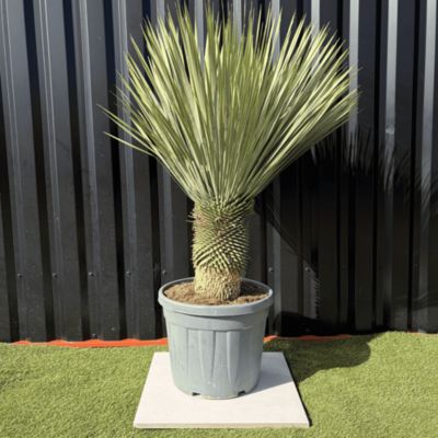 Yucca Rostrata Hauteur 140 Cm Pot 45 Litres