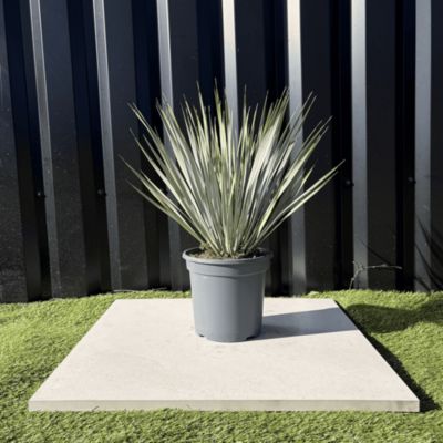 Yucca Rostrata Hauteur 50 Cm Pot 3,5 Litres