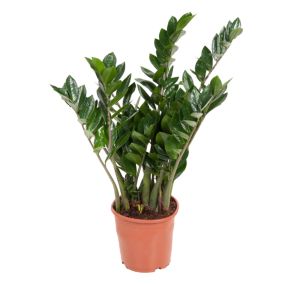 Zamioculcas Emerald - Plante ZZ - Pot 21cm - Hauteur 70-80cm