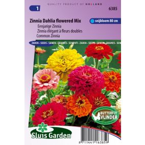 Zinnia élégant à fleurs doubles Dahlia flowered Mix - Graines De Fleurs Annuelles - Ca. 1 g
