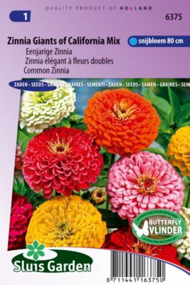Zinnia élégant à fleurs doubles Giant of California Mix - Graines De Fleurs Annuelles - Ca. 1 g