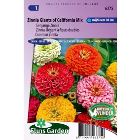 Zinnia élégant à fleurs doubles Giant of California Mix - Graines De Fleurs Annuelles - Ca. 1 g