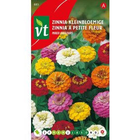 Zinnia Nain Lilliput - Ca. 1 gr