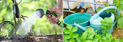 Comment arroser les plantes et le potager ?