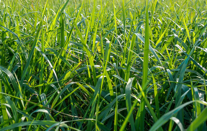 Gazon ray-grass anglais